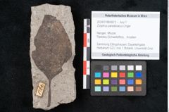 Foto (Objekt + Etikett) von Zizyphus paradisiacus Unger (NHMW-GEO-2024-0188-6672)